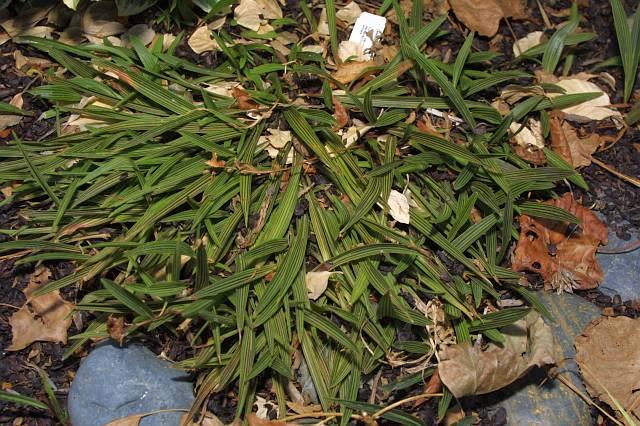 Ledebouria cooperi