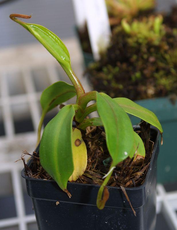 Nepenthes copelandii