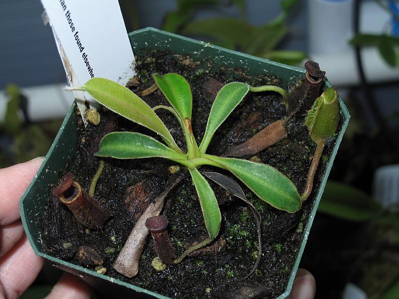 Nepenthes lowii