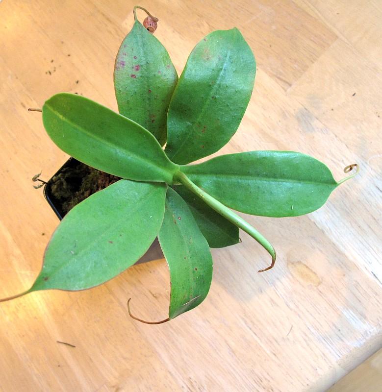 Nepenthes sibuyanensis