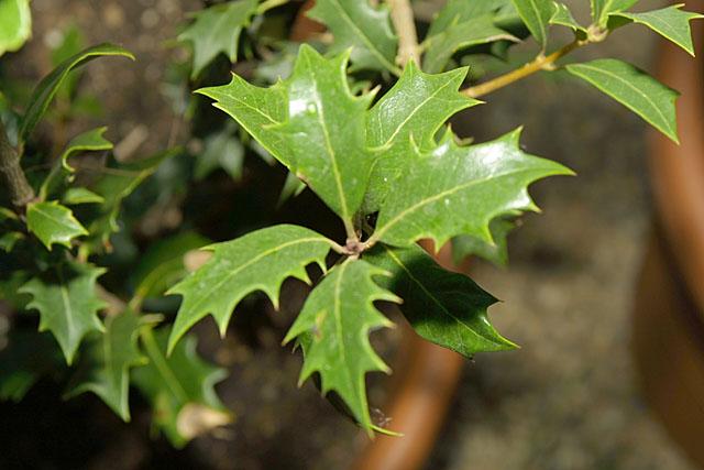 Osmanthus heterophyllus (ilicifolius)