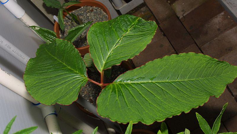 Arisaema speciosum var. mirabile