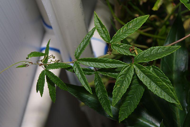 Passiflora pinnatistipula