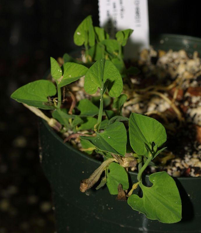 Aristolochia guichardii