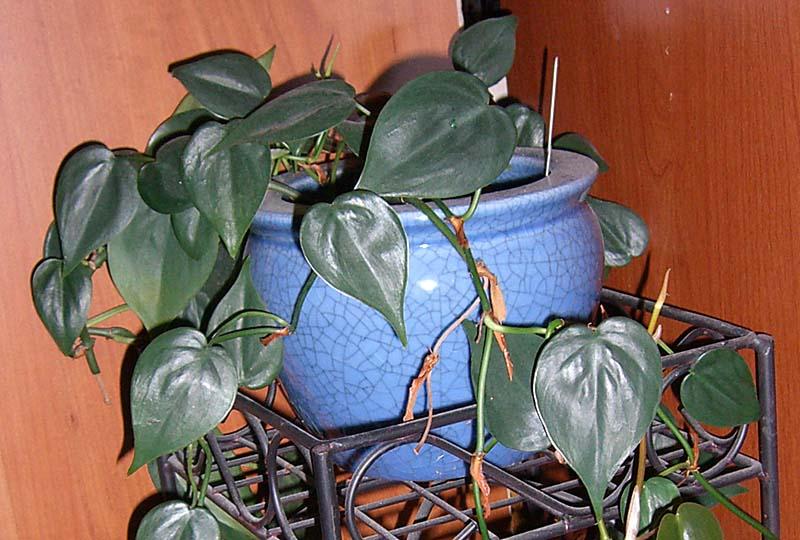 Philodendron hederaceum