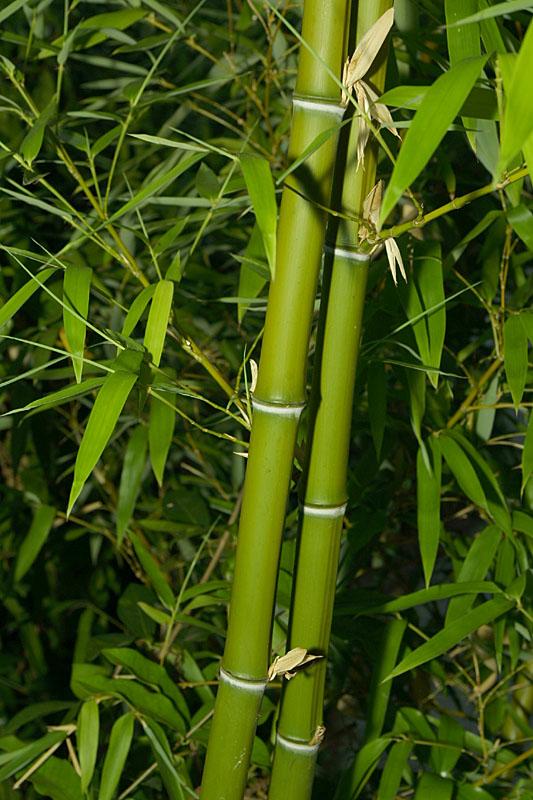 Phyllostachys bambusoides