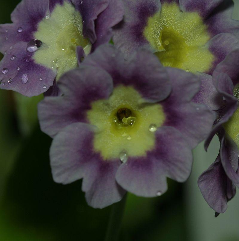 Primula auricula HB #8