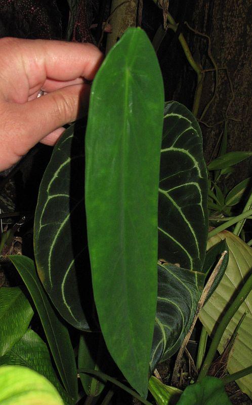 Caladium palacioanum