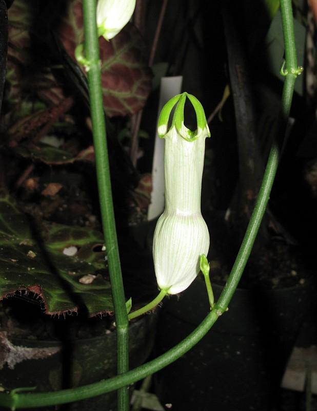 Ceropegia ampliata