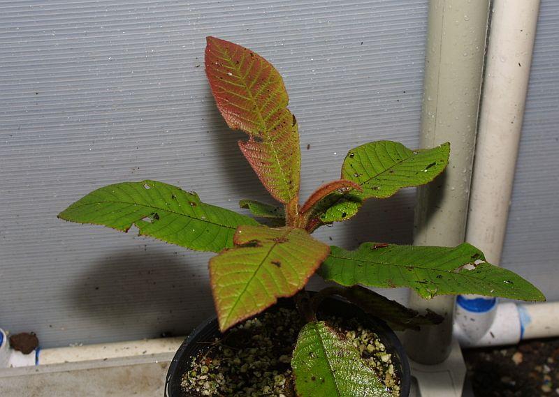 Saurauia madrensis