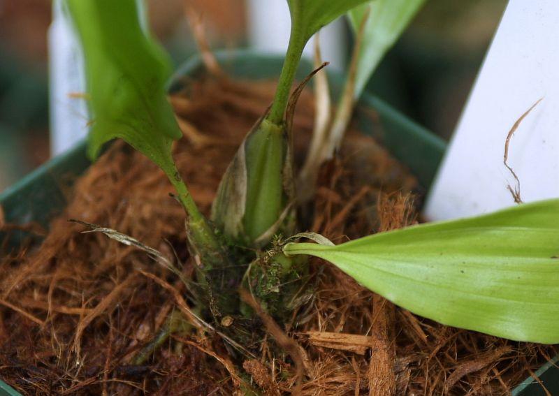 Stanhopea grandiflora