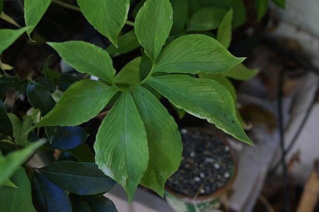 Typhonium venosum giant Indian form