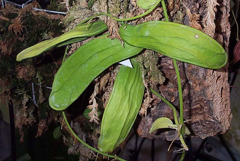 Dischidia rafflesiana