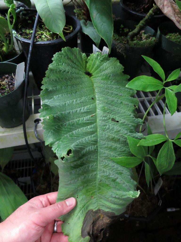 Streptocarpus dunnii