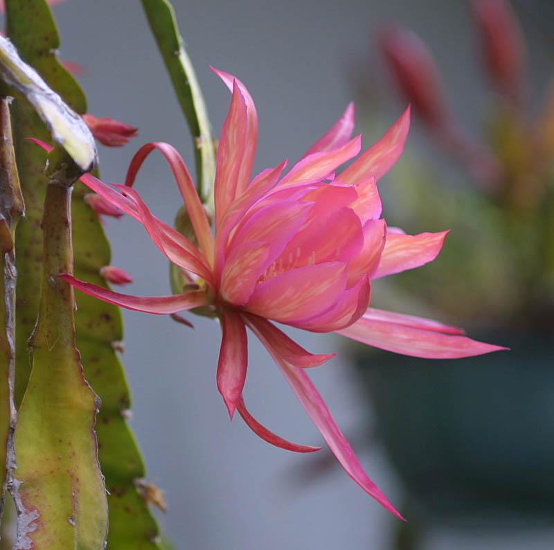 Epiphyllum sp. 4