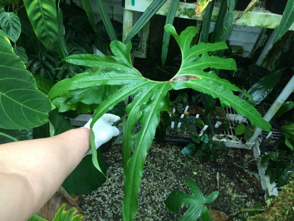 Anthurium pedatum