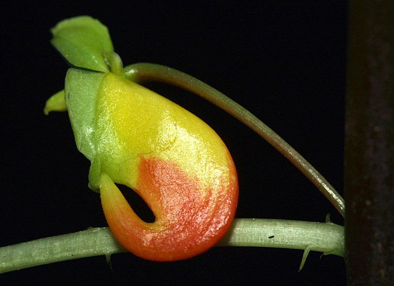 Impatiens niamniamensis