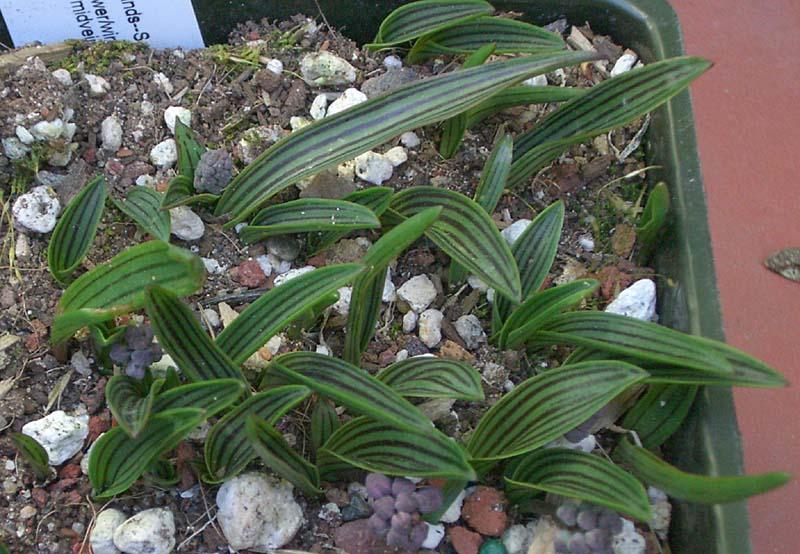 Ledebouria cooperi