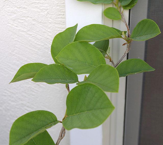 Magnolia sieboldii