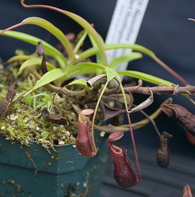 Nepenthes densiflora