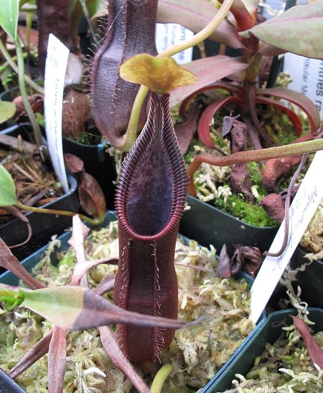 Nepenthes singalana