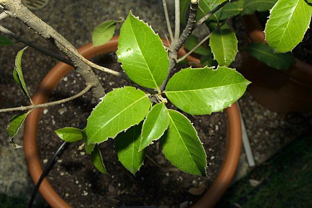 Osmanthus x fortunei