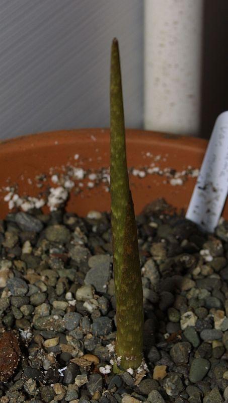 Arisaema speciosum var. mirabile