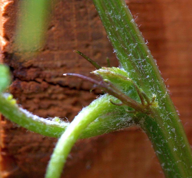 Passiflora pinnatistipula