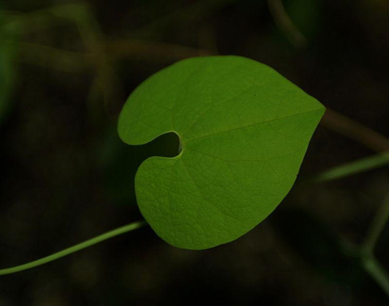 Aristolochia labeosa