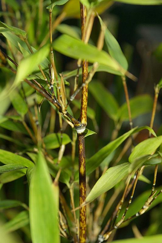 Phyllostachys nigra