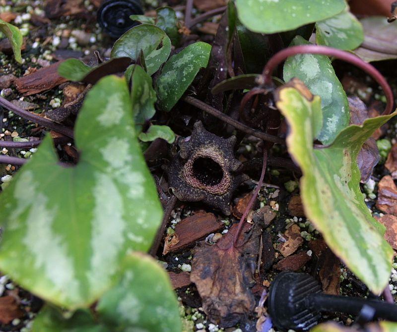 Asarum splendens