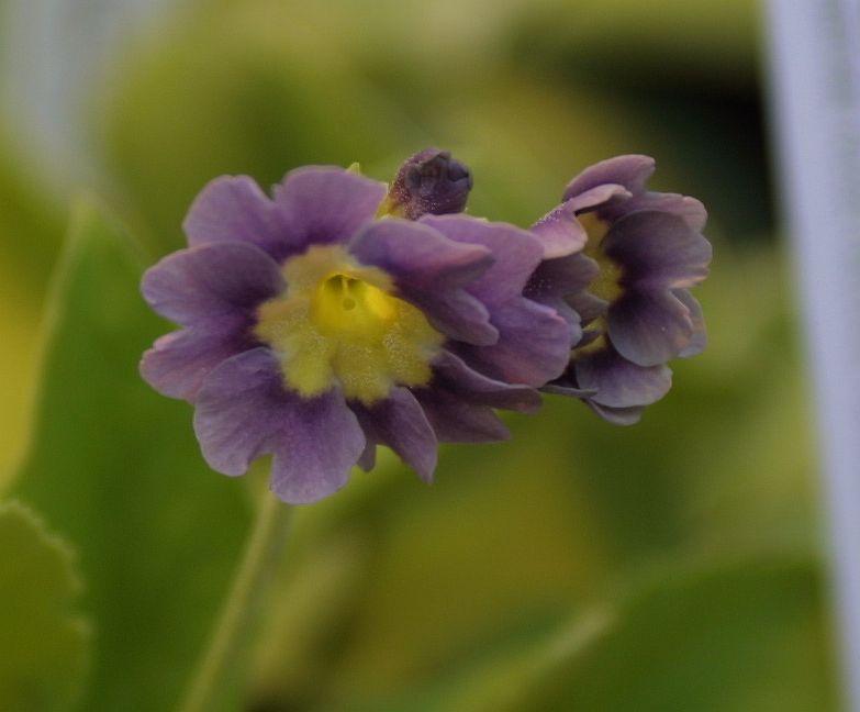 Primula auricula HB #8