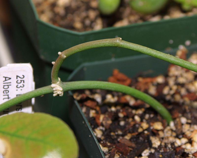 Ceropegia ampliata