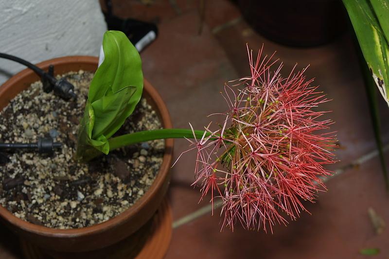 Scadoxus multiflorus ssp. katherinae