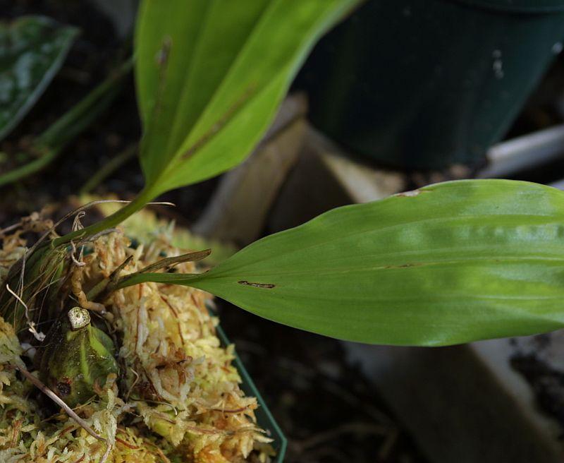 Stanhopea jenischiana