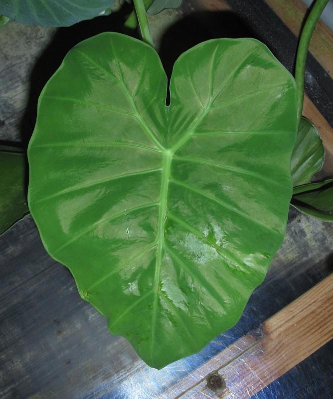 Colocasia gigantea