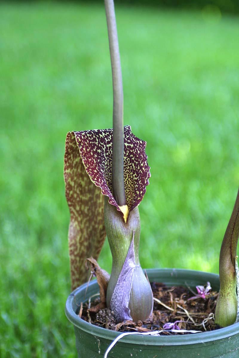 Typhonium venosum