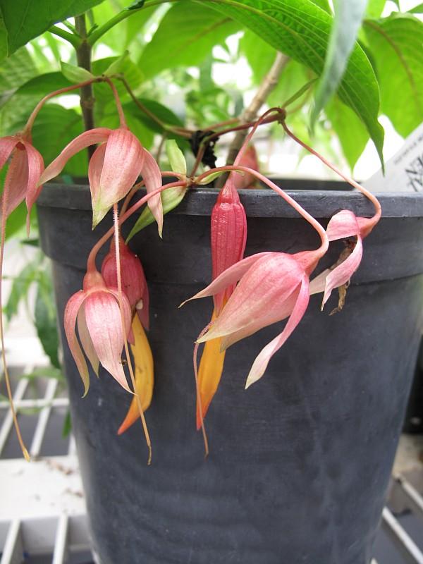 Deppea splendens