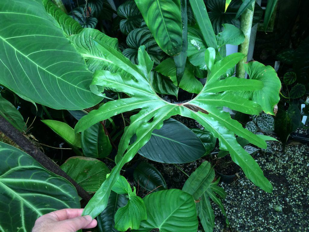 Anthurium pedatum