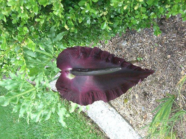 Dracunculus vulgaris