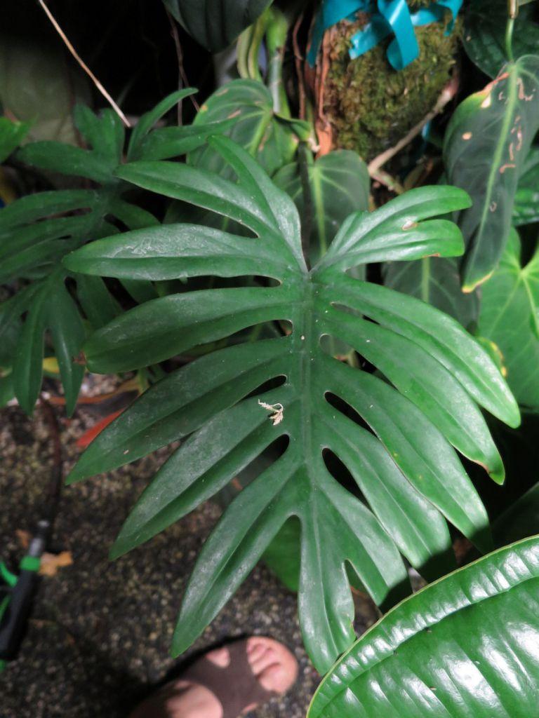 Philodendron mayoi