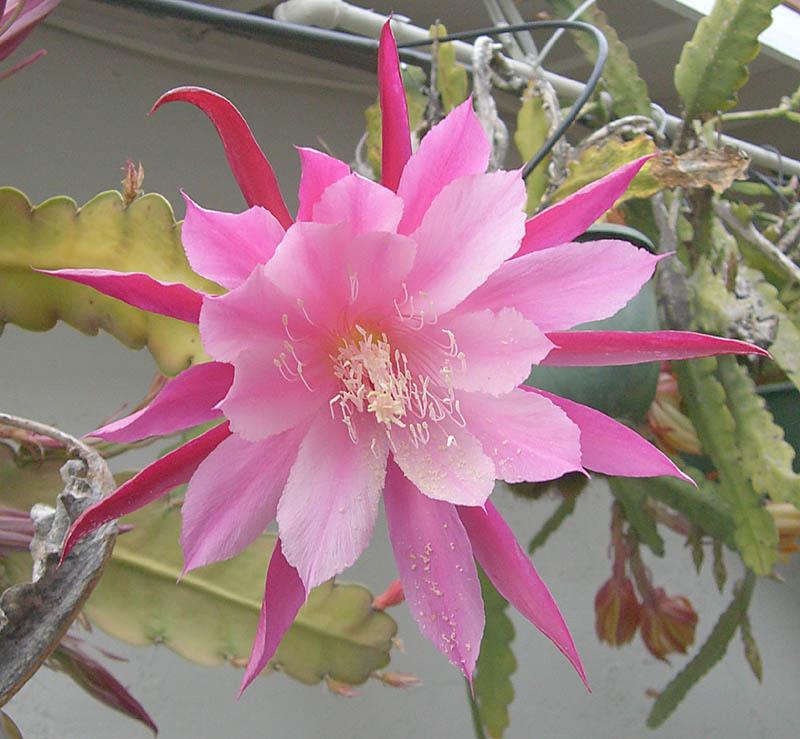 Epiphyllum sp. 6