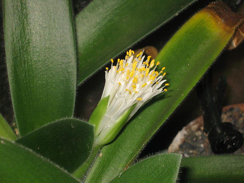 Haemanthus pauculifolius