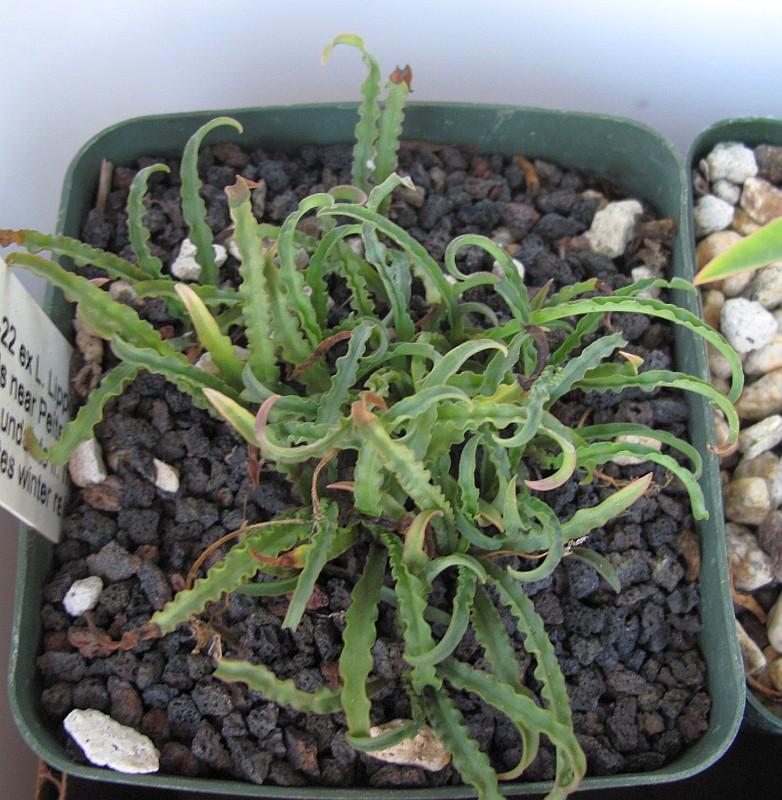 Ledebouria crispa