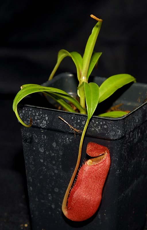 Nepenthes diatas