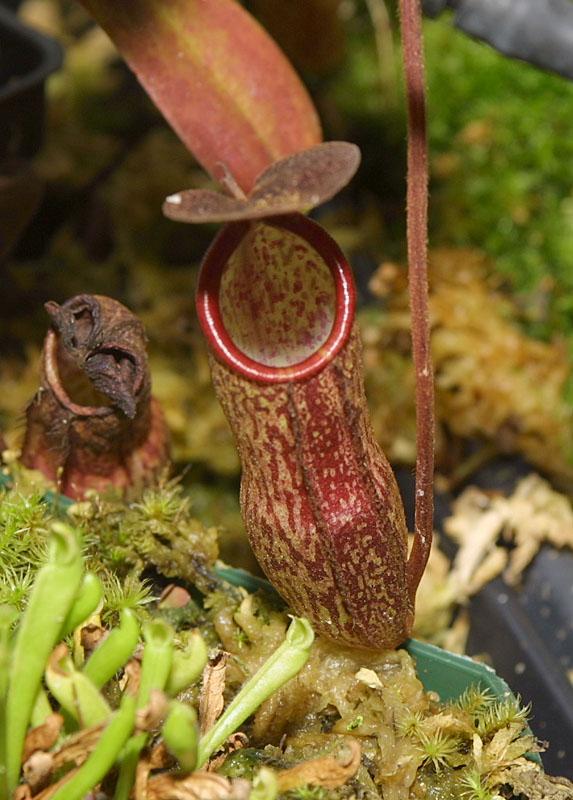 Nepenthes macfarlanei