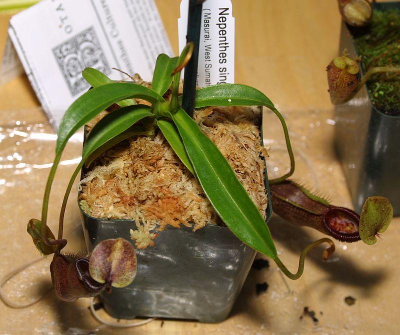 Nepenthes singalana