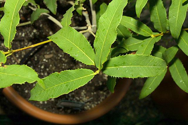 Osmanthus yunnanensis