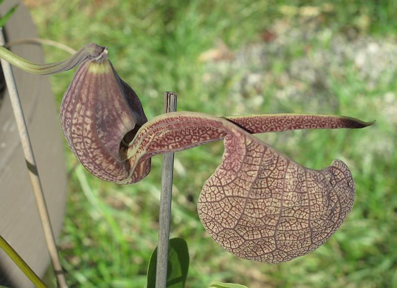 Aristolochia labiata