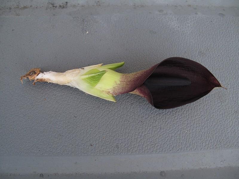 Arum pictum